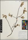 Foto von Salix planifolia Pursh